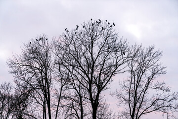 Image of crows sitting on top of a tree