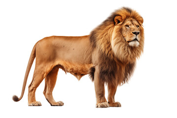 Obraz premium Full body lion isolated on transparent background. Generative ai