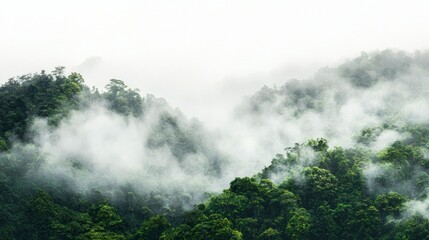 Swirling mist air curtain over dense green forest nature landscape ethereal environment high-resolution viewpoint