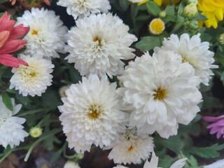 Different types of beautiful flower plants are gathered together in a flower bed. Decorating the urban landscape with fresh flowers