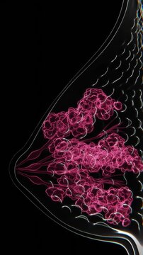 Female Mammary Glands Indication Vertical Video | Mammary Glands Animation Concept HQ Video
