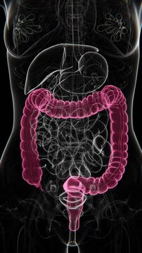 Female Large intestine Vertical Video | Female Large intestine Animation Concept Video | Large intestine in Human Animation vertical video HD