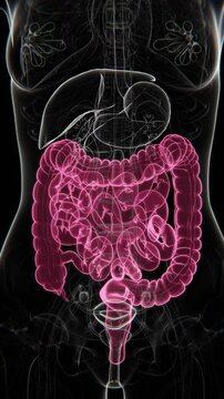 Female digestive system animations in X-ray mode | Female Large intestine in vertical video | irritable bowel syndrome in vertical video