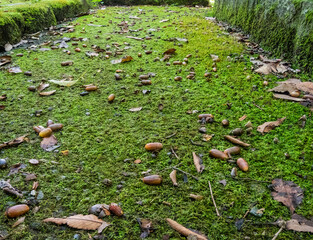 緑色の苔で覆われた石だたみの上に散らばる茶色いドングリと落ち葉