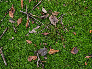 緑色の苔で覆われた石だたみの上に散らばる茶色いドングリと落ち葉
