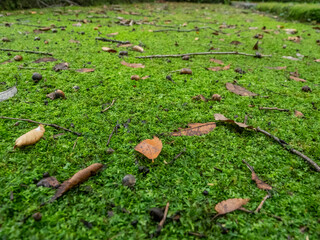 緑色の苔で覆われた石だたみの上に散らばる茶色いドングリと落ち葉