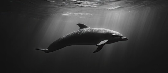 Minimalist monochrome representation of a dolphin swimming gracefully in clear water with soft light beams filtering from above showcasing elegant lines.