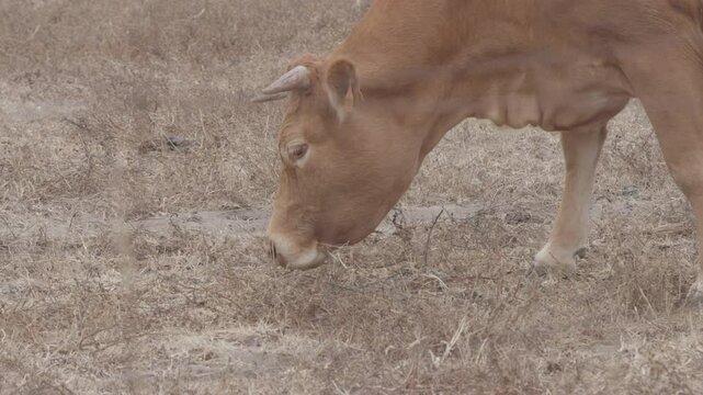 CLOSE UP OF A COW EATING DRY GRASS