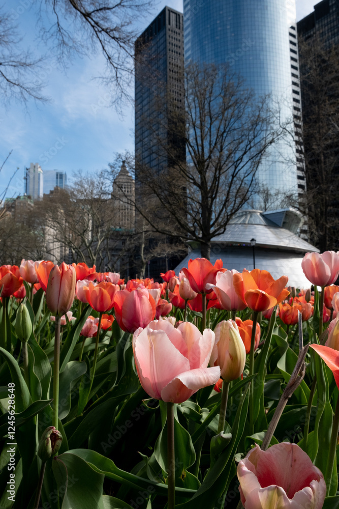 Sticker Tulips Blooming in a New York Park with Skyscrapers in the Background