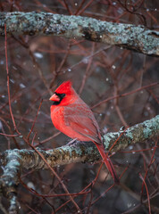Bright red male cardinal bird perched on branch on snowy winter day.