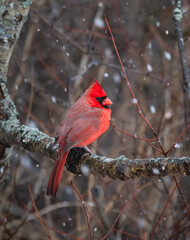 Bright red male cardinal bird perched on branch on snowy winter day.