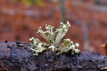 The fruticose lichen Ramalina farinacea on a branch