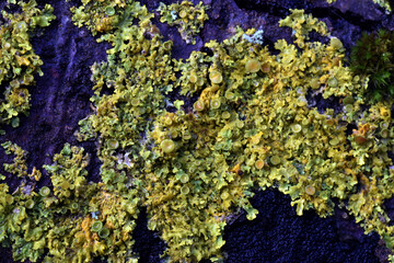 The yellow and foliose lichen Xanthoria parietina on dead wood