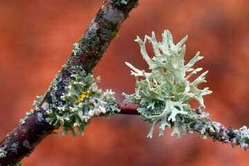 The fruticose lichen Evernia prunastri on a tree branch