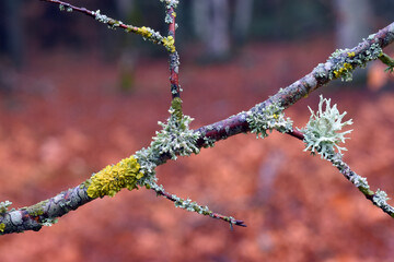 The lichens Xanthoria parietina and Evernia prunastri on a tree branch