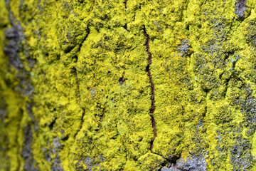The yellow crustose or leprose lichen Chrysothrix candelaris