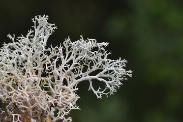 Detail of the fruticose lichen Cladonia rangiformis