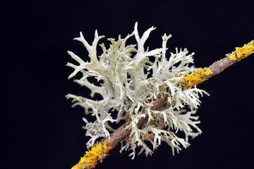 The Fruticose Lichen Evernia Prunastri