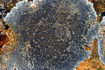 Crustose lichens on limestone rocks