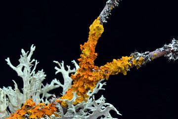 The orange-coloured lichen Xanthoria parietina