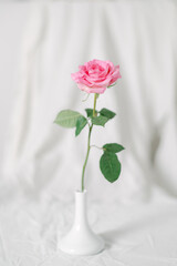 Obraz premium Delicate Pink Rose Against a Minimalist Background
