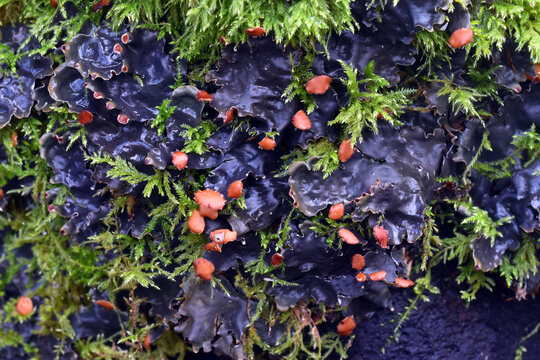 The foliose lichen Peltigera horizontalis in a forest