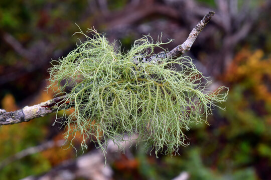 The fruticose lichen Usnea sp on a tree branch