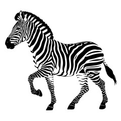 Detailed Zebra Vector Illustration in Striking Black and White