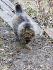 A cat with a long tail is walking on a dirt path