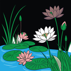 water lily flowers