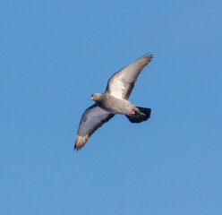 A pigeon is flying in the sky with its wings spread wide