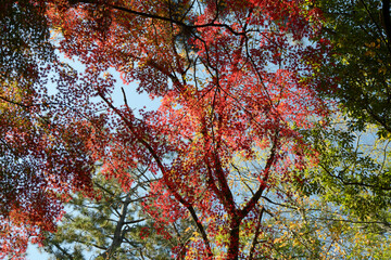 秋の彩り　森の紅葉