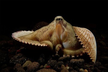 octopus on a black background