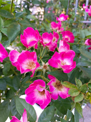 Sanjit rose is pinkish-purple with white central in 5-petals, single layer petals. Flowers bloom in large clusters. It's a rose that's more uniquely beautiful. Rose garden house, Chiang Mai Thailand.