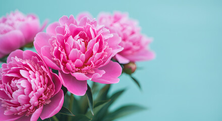 Fototapeta premium Blossoming Elegance: Capturing the delicate beauty of pink peonies against a soft, teal backdrop. Perfect for conveying freshness, grace, and the joys of spring.