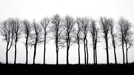 Bare trees line, foggy field, winter landscape, nature background