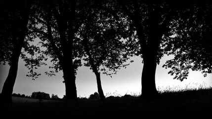 Silhouetted trees at dusk, rural landscape, peaceful evening scene, nature photography