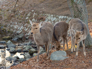 奈良公園吉城川沿いの鹿
