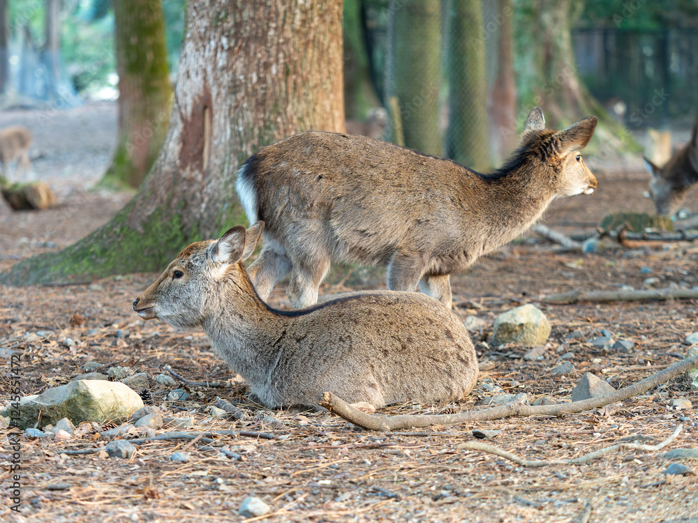 Canvas Prints 休む奈良公園の鹿