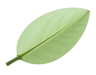 Fototapeta premium green leaf on a white background