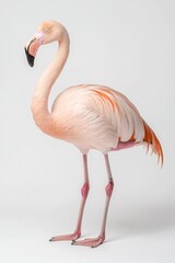 Obraz premium A graceful flamingo stands elegantly, showcasing its pink feathers and long legs against a neutral background.