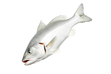 Haddock fish isolated on white transparent background, concept of marine life.