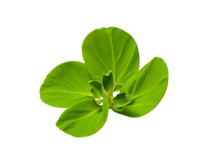green leaf isolated on white