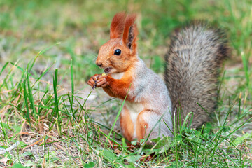 A full-length portrait of a red squirrel sitting in the grass and holding a nut in its paws, opening its mouth and looking curiously at the camera.