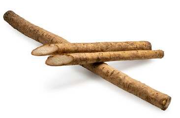 Gobo Root or Burdock Root an Asian culinary herb on white background, Burdock root for Japanese cooking isolate on white with clipping path
