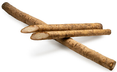 Gobo Root or Burdock Root an Asian culinary herb on white background, Burdock root for Japanese cooking isolate on white  PNG File.