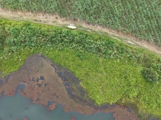 Aerial view or drone view of natural lake or swamp at sugar cane plantation area in Lampung, Indonesia.