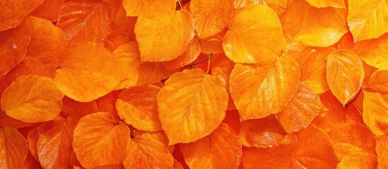 Vibrant orange autumn leaves densely clustered creating a warm and lively background evoking the essence of fall with rich hues
