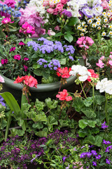 Various colorful flowers in pots and containers in terrace in summertime, vivid bright blossoms blooming in background of terrace 