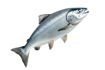 Obraz premium Silver salmon fish with fine details, textured scales and fins isolated on white transparent background. Concept of aquatic life